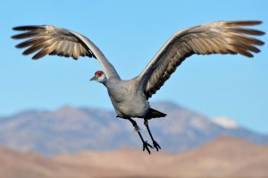 Sandhill Crane in flight. Source: Larry Lamsa, Flickr.
