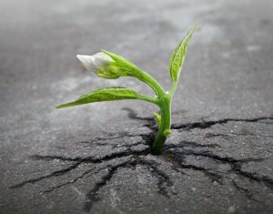 Growing plant. Source: skeeze, Pixabay / CC0.
