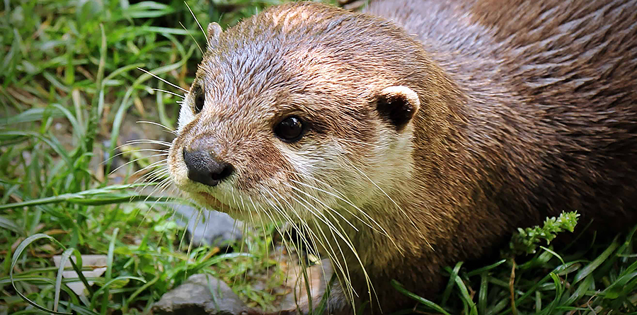 There Otter Be an Appreciation Day for These Cute Animals | San Mateo  County Libraries